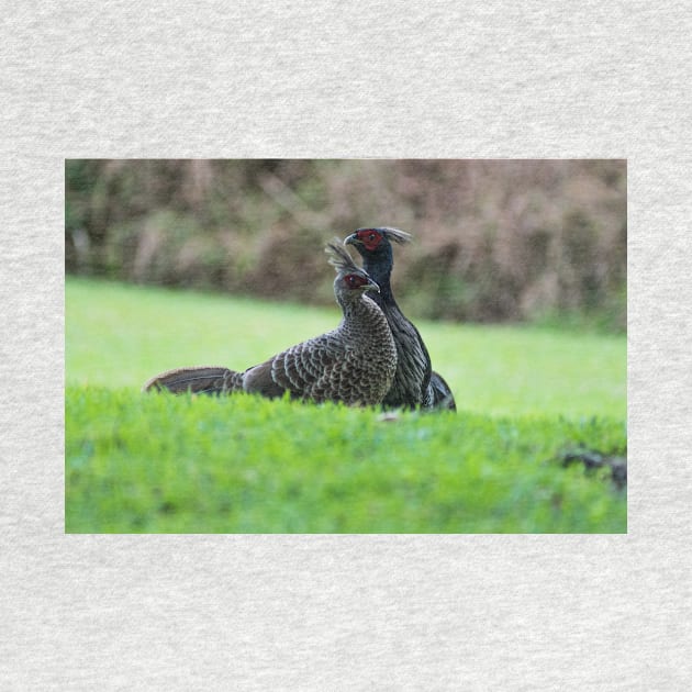 ring necked pheasant 4+2 by KensLensDesigns